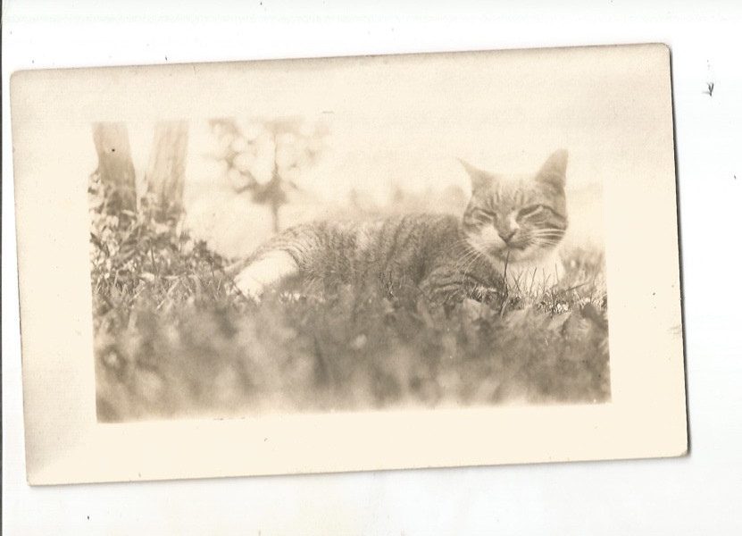 Rppc New York Frankfort 1915 Real Photo Postcard Sleepy Cat Or Kitten