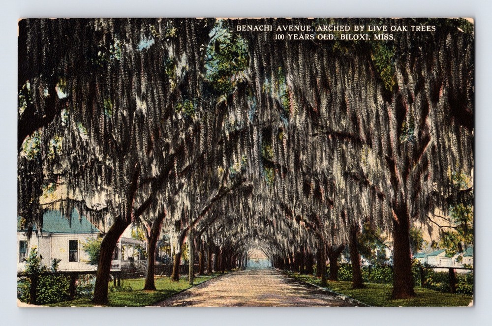 Postcard Mississippi Biloxi MS Benachi Avenue Live Oak Trees 1919 Posted Divided