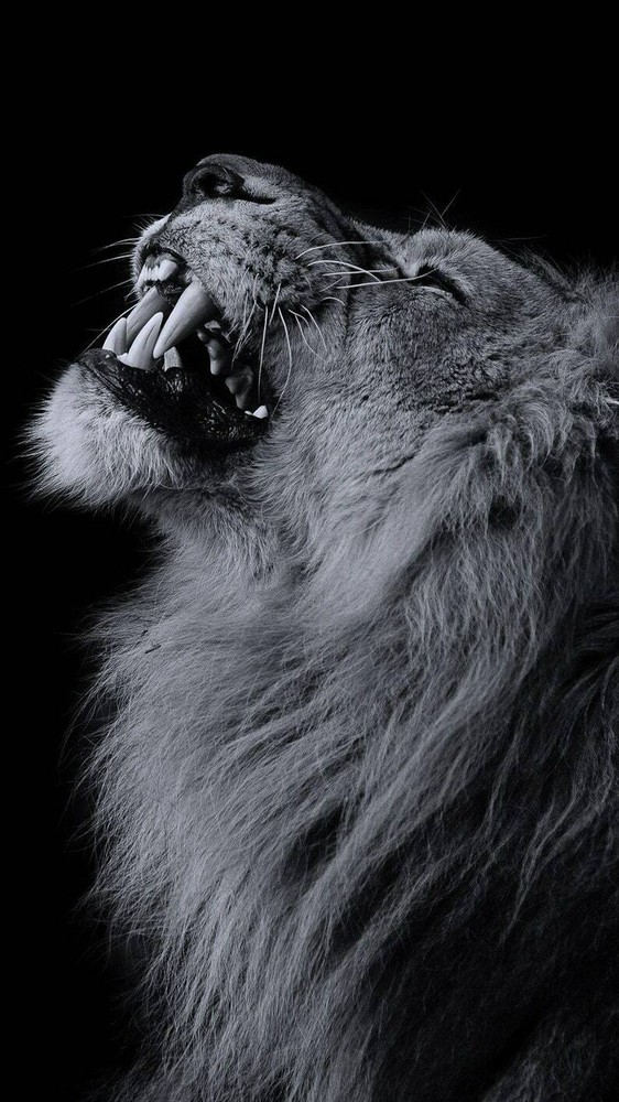 Lion Roaring Wall Art, Wilderness Photography, Animal Poster, wildlif Home Décor