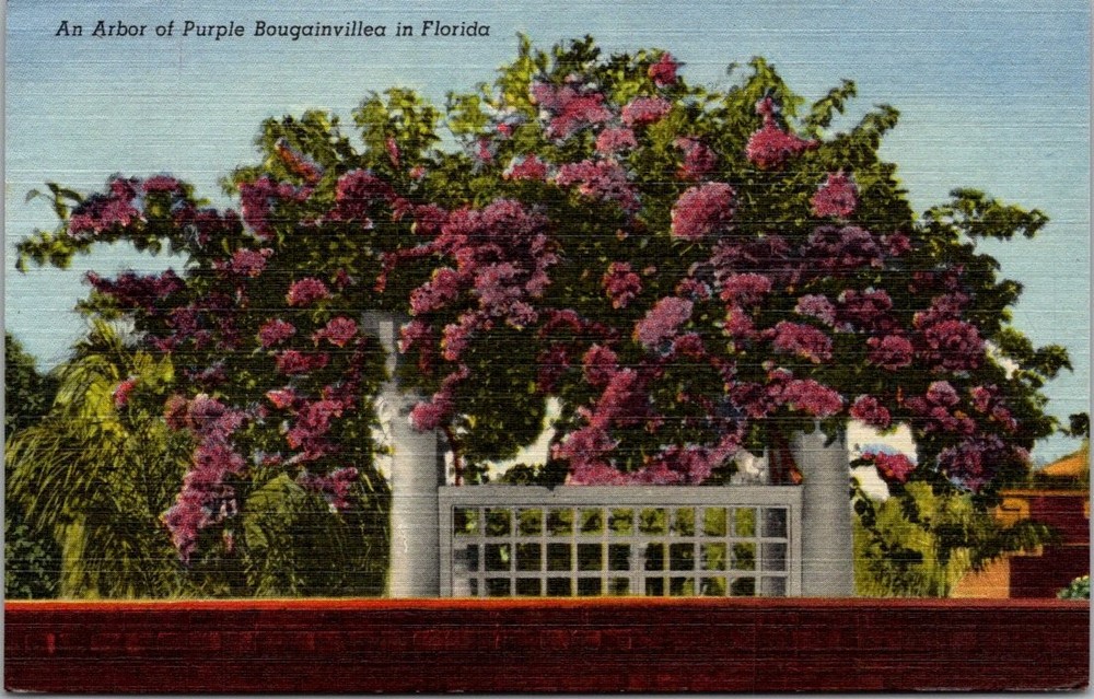 1957 Bradenton Florida Purple Bougainvillea Arbor Linen Postcard Posted