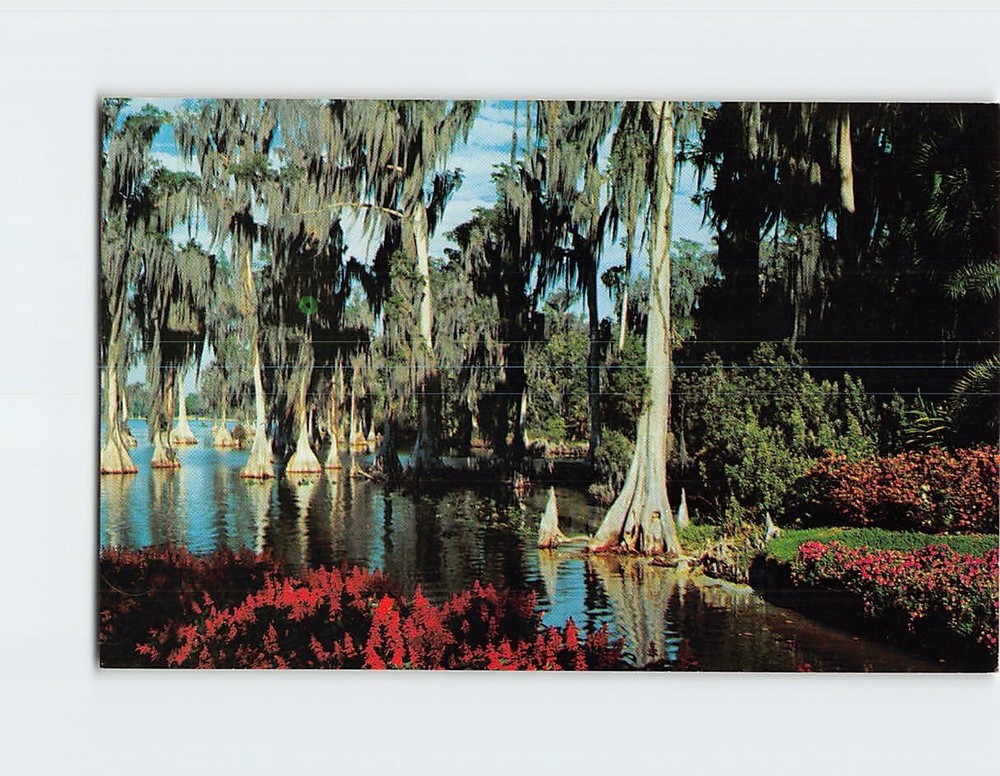 Postcard Trees Lake Eloise Cypress Gardens Florida USA North America