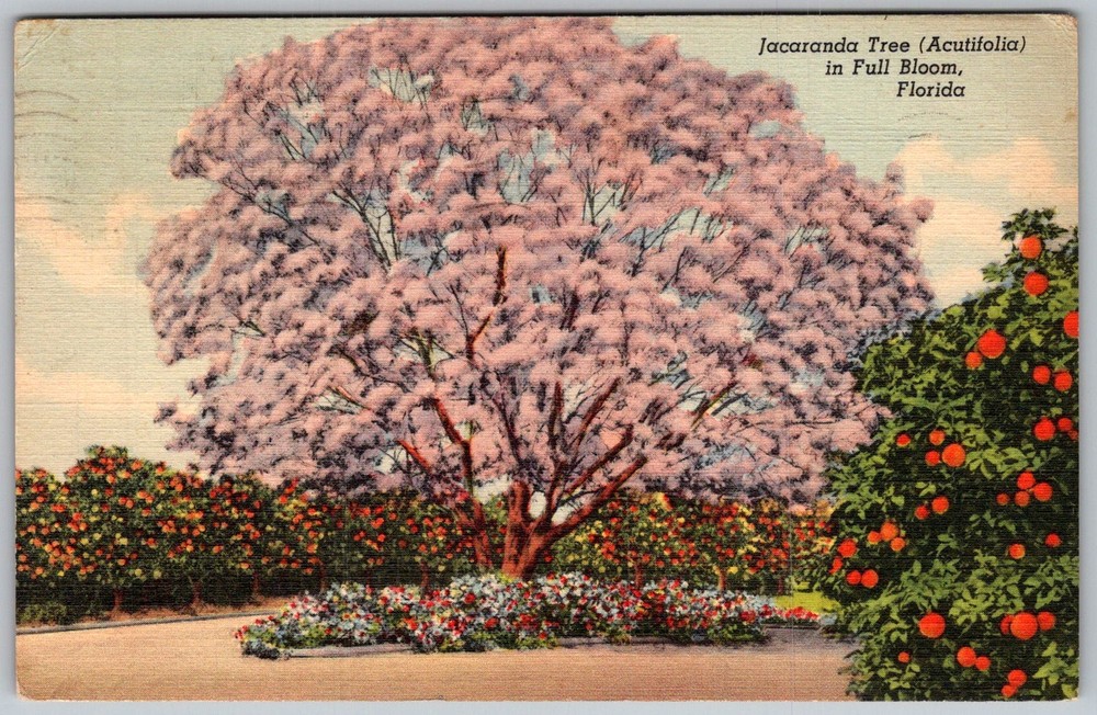 Vtg Linen Postcard Jacaranda Tree Acutifolia Florida, US 1930s