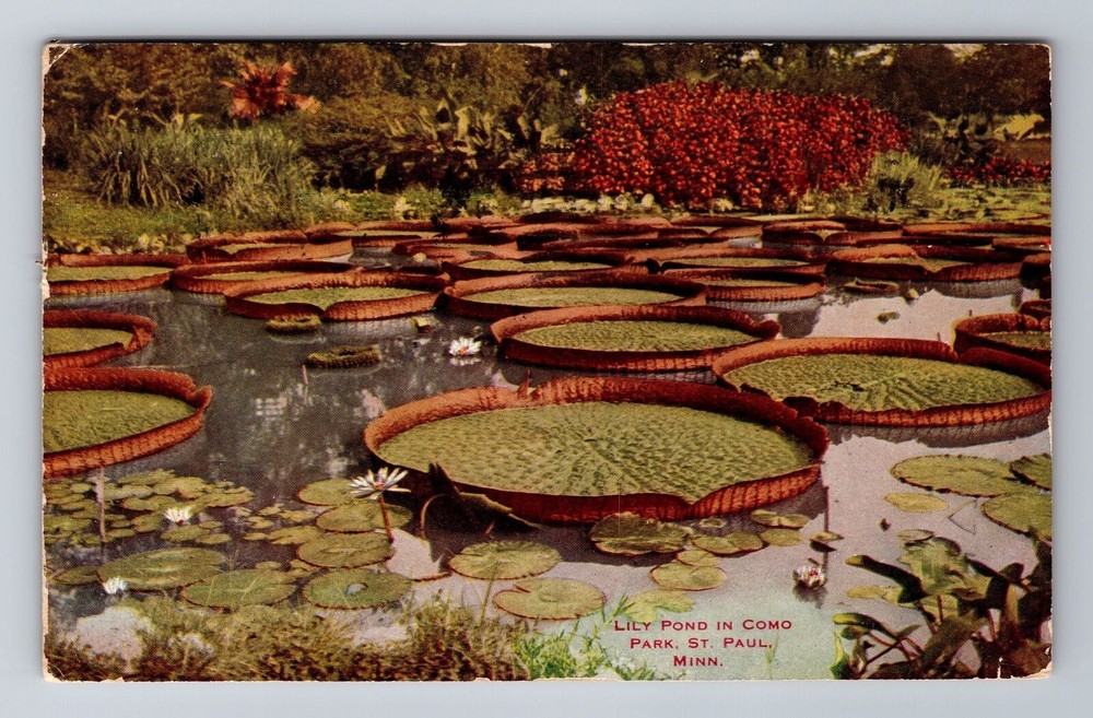 St Paul MN-Minnesota, Lily Pond in Como Park, Antique c1912 Vintage Postcard