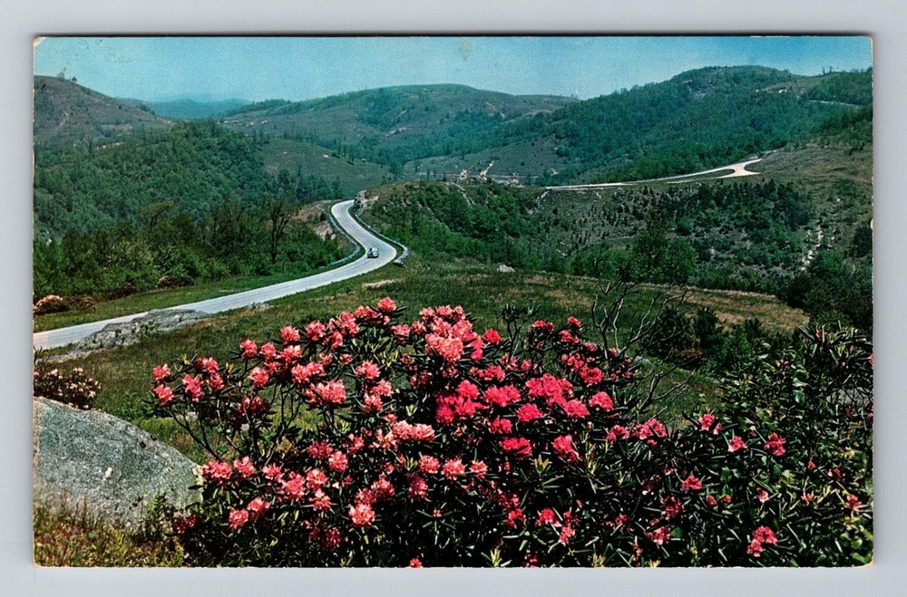Doughton Park, NC-North Carolina, Blue Ridge Rhododendron Vintage c1964 Postcard