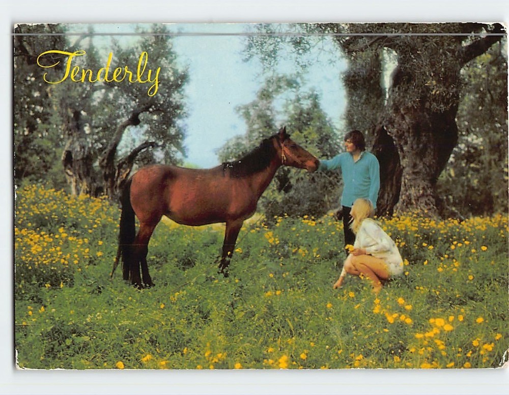 Postcard Horse & A Couple Nature Scene