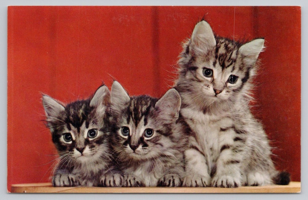 3 Cute Kittens, chrome UNP Postcard