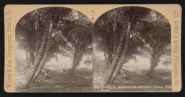 Palm Beach Florida McCormick's Cocoanut Grove 1892 Palm Trees Stereo View