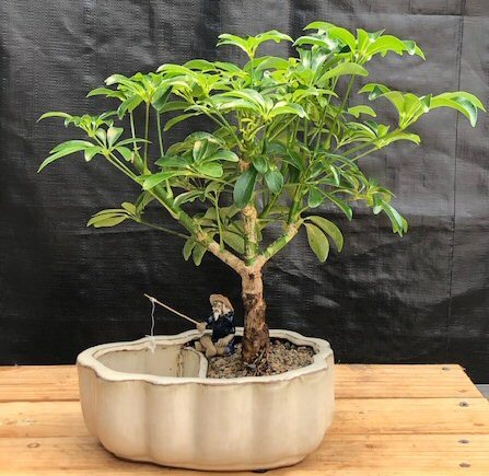Hawaiian Umbrella Bonsai Tree Arboricola Schefflera luseanne 13