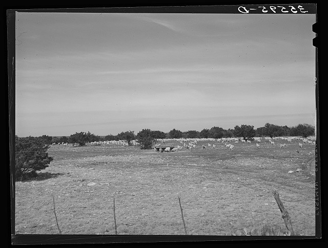 Photo:Kimble County Texas 1940 FSA Goats Grazing on Ranch Sheep Herd