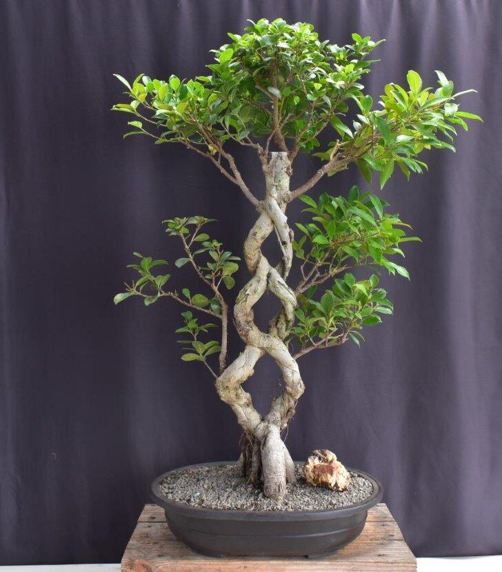 Ficus Microcarpa Bonsai Tree Live Green Emerald Braided Trunk Plant 36'' Tall