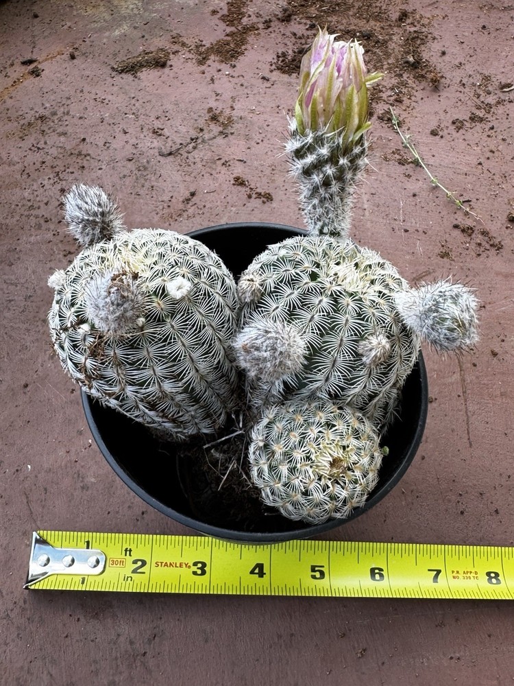Native Texas Lace Hedgehog Cactus (Echinocereus reichenbachil),