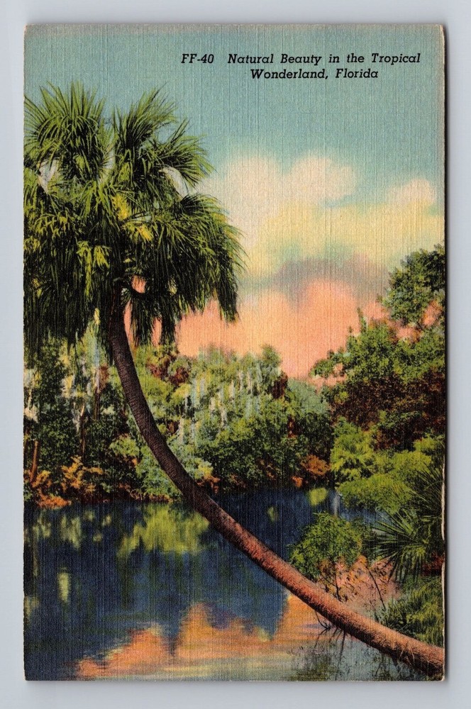 Natural Beauty In The Tropical Wonderland Florida Vintage Postcard