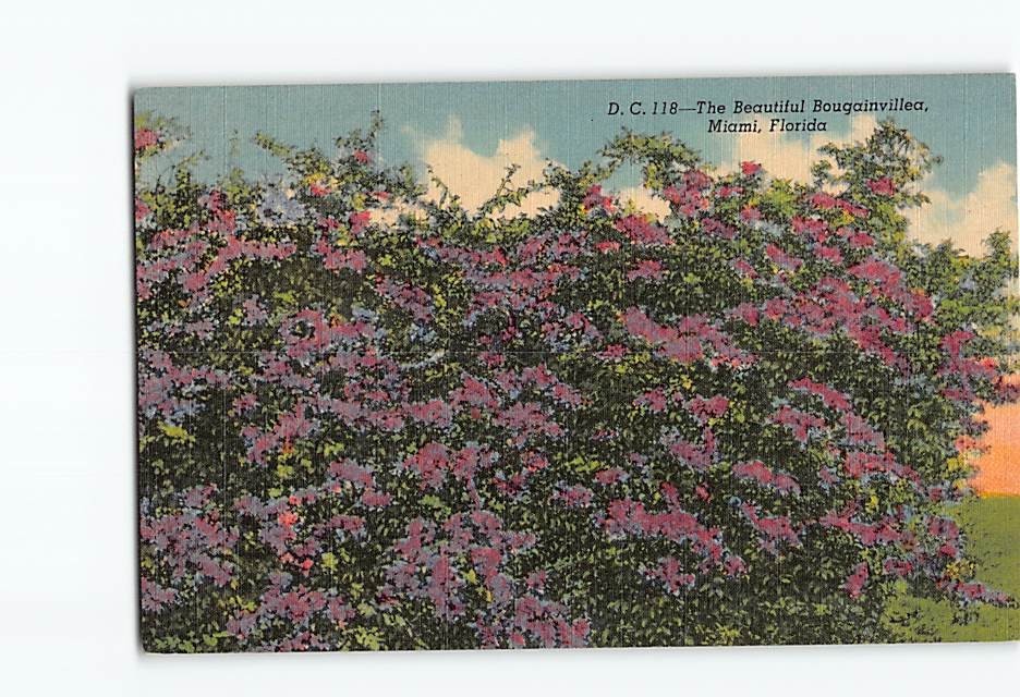 Postcard The Beautiful Bougainvillea Miami Florida USA North America
