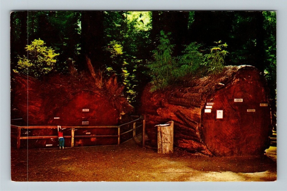 Richardson Grove State Park CA-California, Fallen Giant Redwood Vintage Postcard