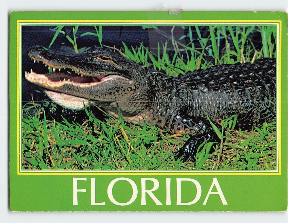 Postcard Alligator in Florida USA