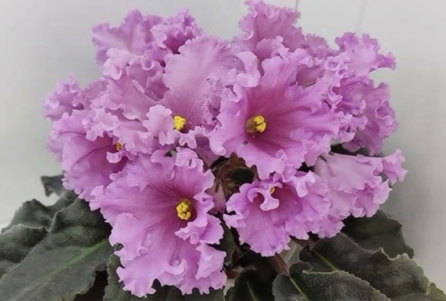 African Violet plant. NK- Fan-Fan Tulpan. Large Starter Plant .Beautiful variety