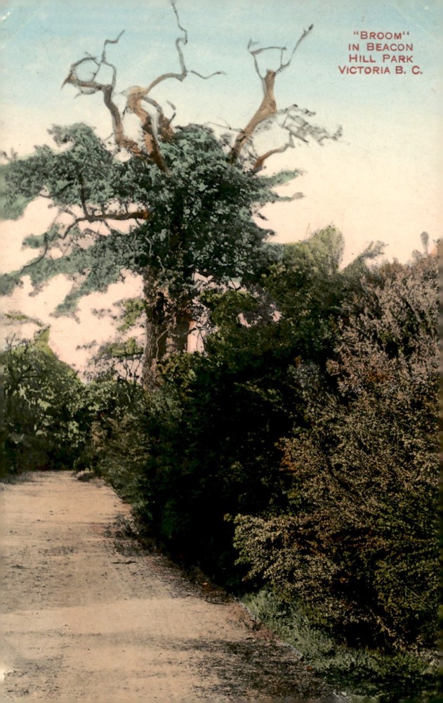 Beacon Hill Park, Victoria B.C. Postcard