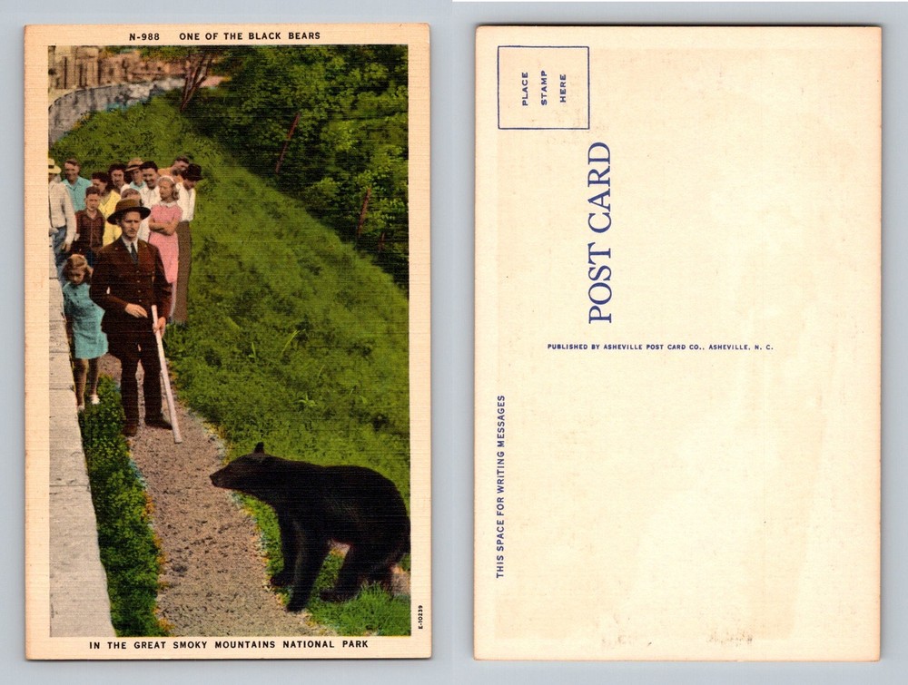 Great Smoky Mountains TN, Black Bear with Tourists Park Scene, Vintage Postcard
