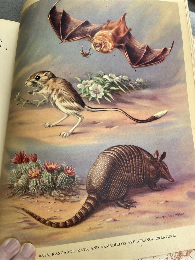 1934 Homes & Habits Of Wild Animals Walter Weber Stunning ILLUSTRATIONS To Frame