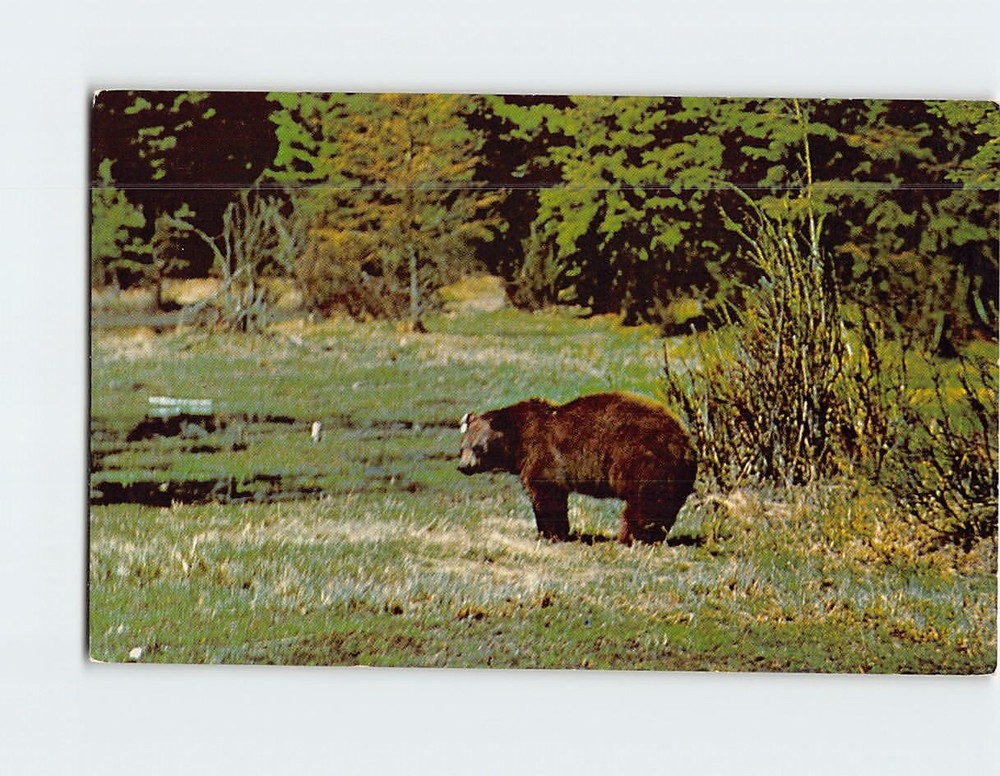 Postcard Black Bear