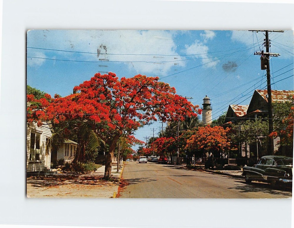 Postcard Royal Poinciana Trees Simonton Street Key West Florida USA