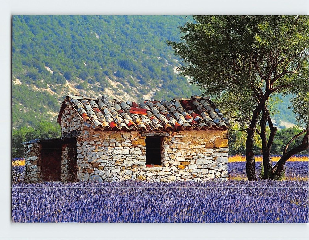 Postcard Cottage & Lavender Fields Provence France