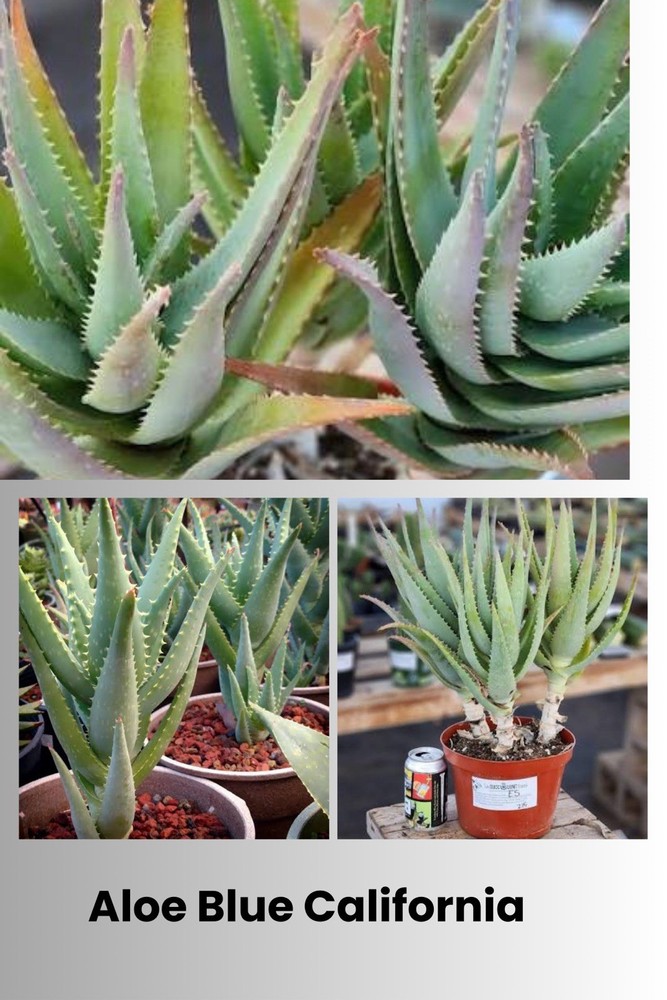 Aloe Blue California Hybrid Succulent Cactus Plant Cutting Rare