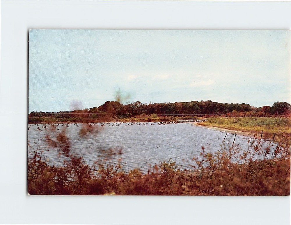 Postcard A Gaggle of Geese Washington College Chestertown Maryland USA