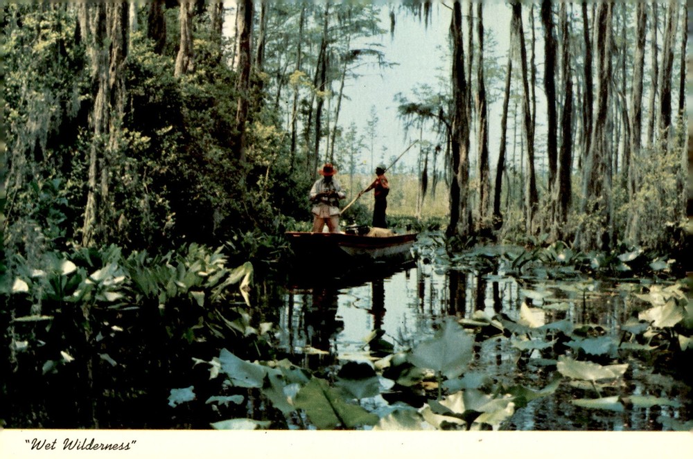 Okefenokee Swamp Park Boat Tours, Waycross, Georgia Postcard