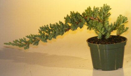 Juniper Pre Bonsai Tree Live Dwarf Evergreen Procumbens Nana Small Zen Garden