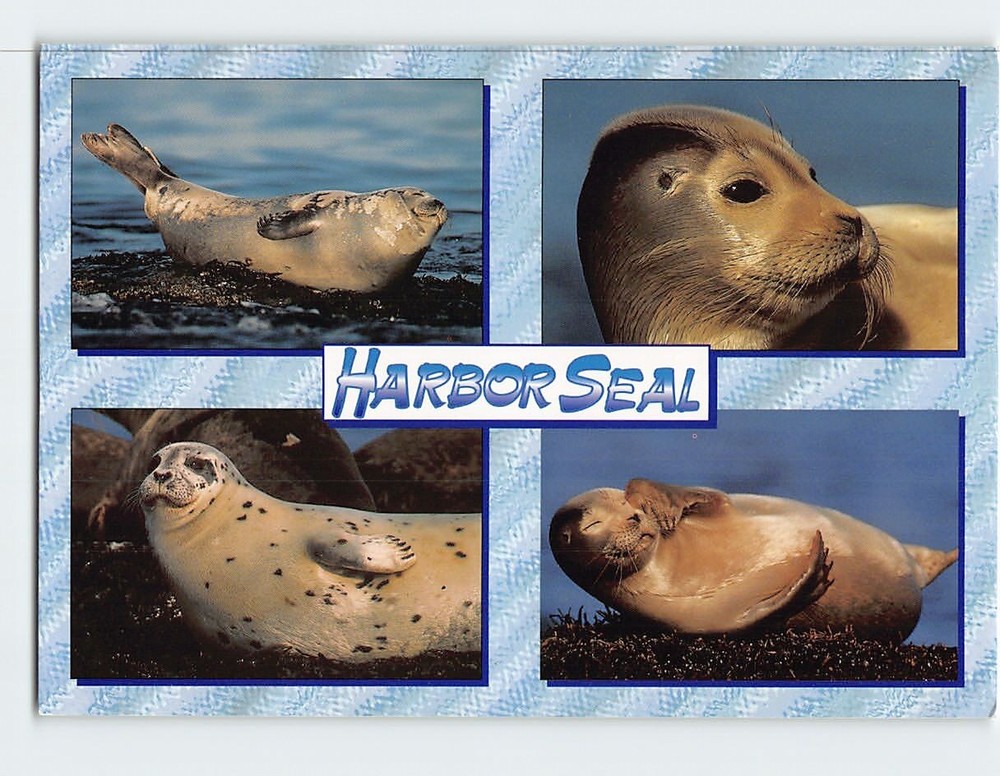 Postcard Harbor Seal Maine USA