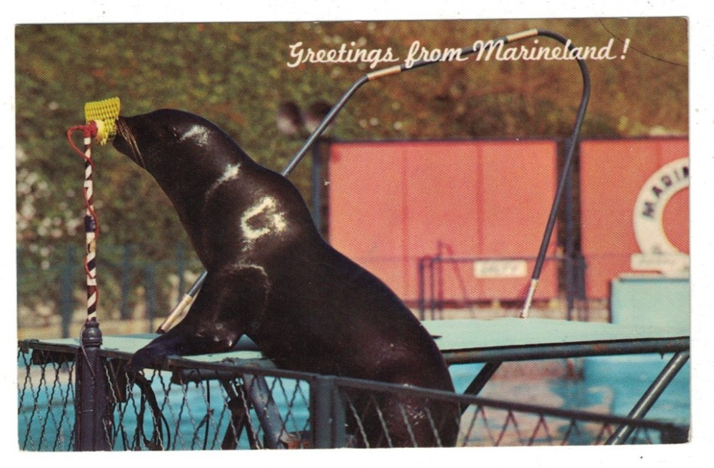 1963 Sea Lion At Microphone Marineland Of The Pacific Park California Postcard