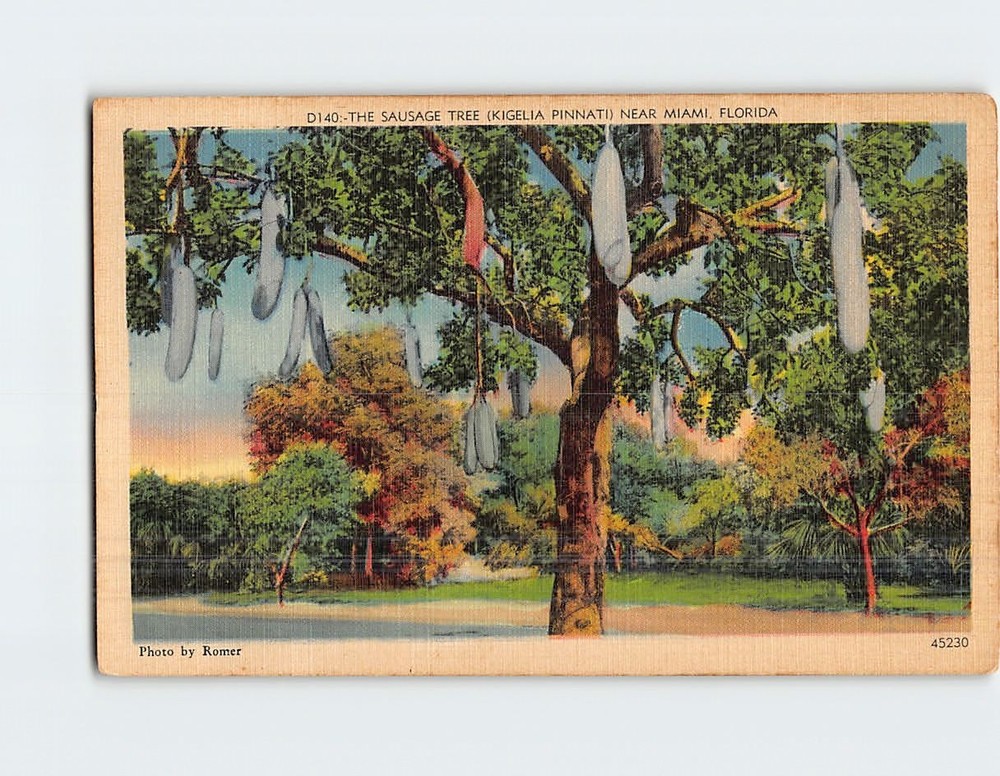 Postcard The Sausage Tree Near Miami Florida USA