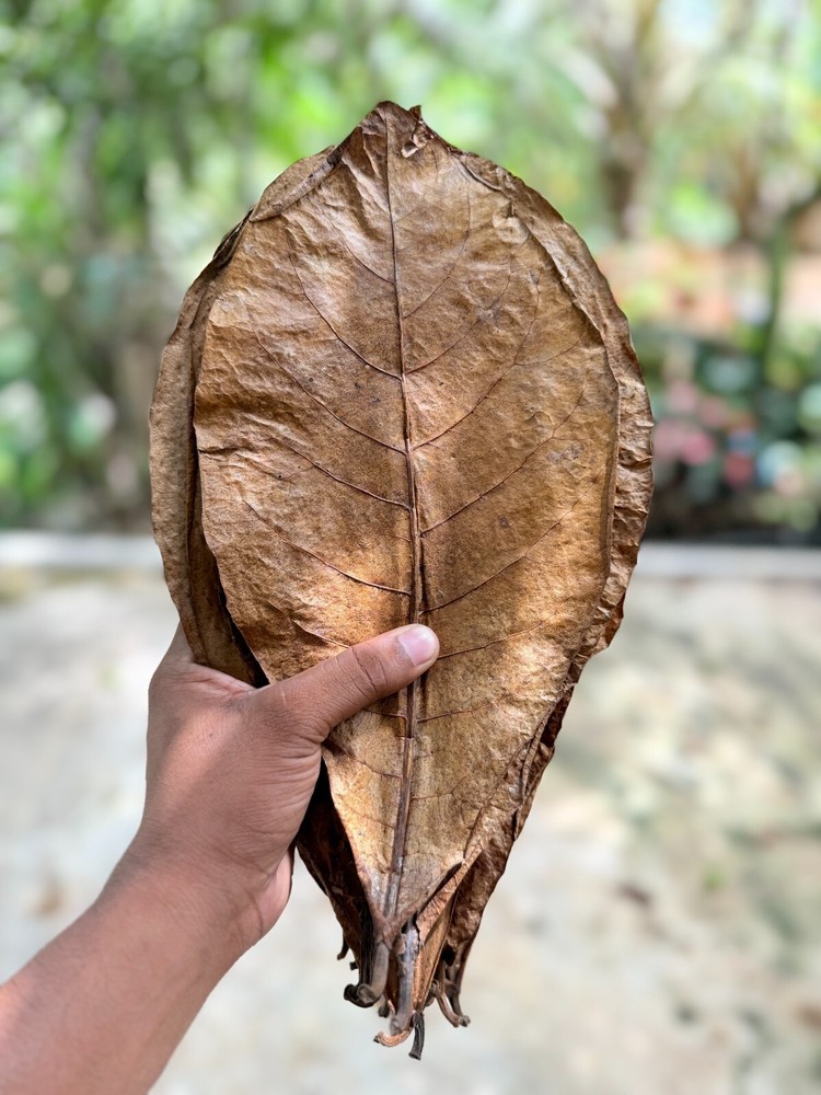 120g Large Indian Almond Catappa Leaves for Betta Fish Shrimp Aquarium