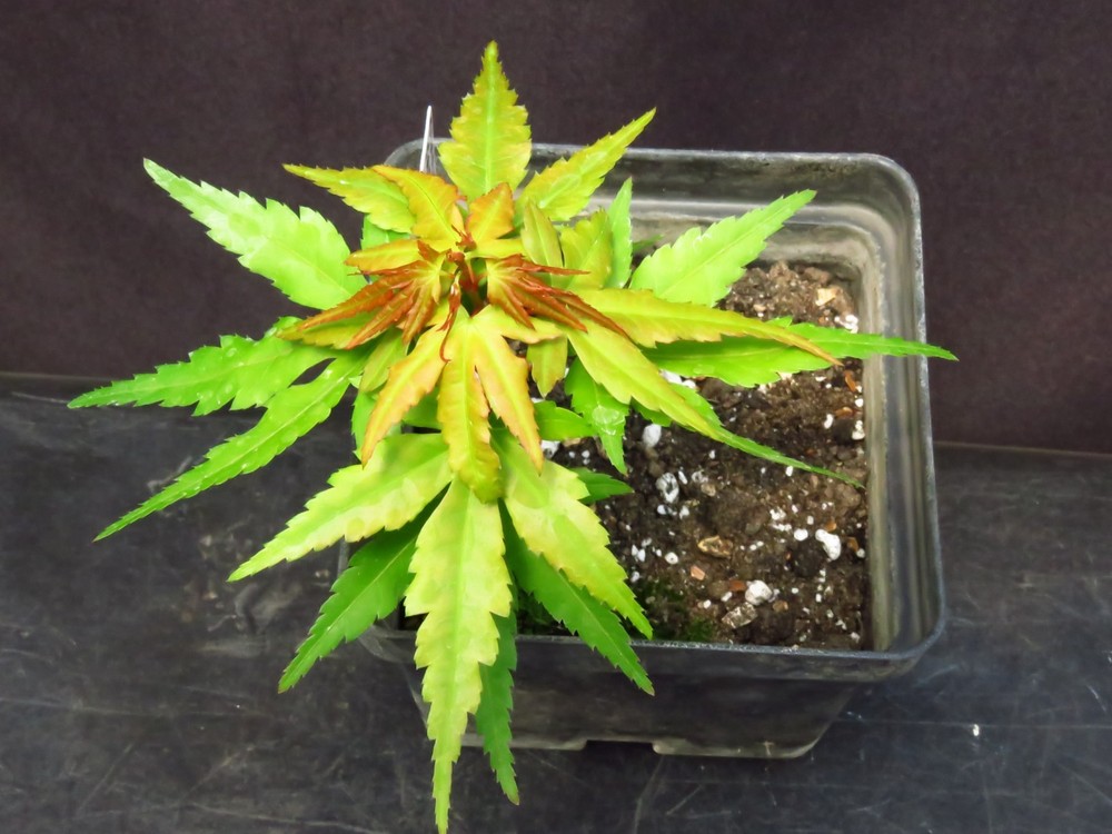 Acer Palmatum Ssp. Amoenum 'Mikawa Yatsubusa' Japanese Maple Tree 6