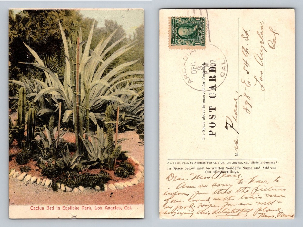 Los Angeles, CA-California, Cactus Bed Eastlake Park Vintage c1907 Postcard