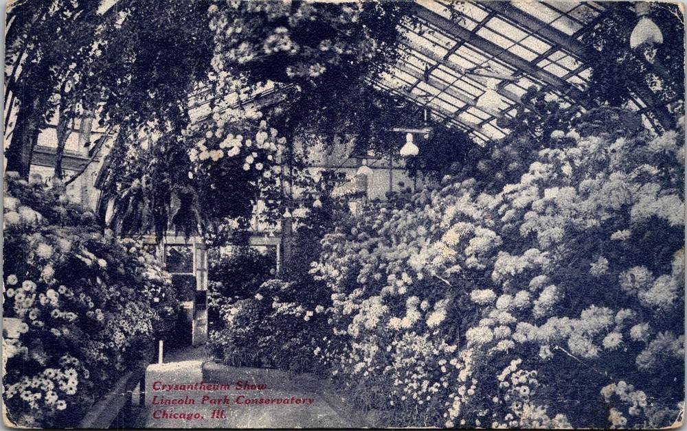 Chicago IL-Illinois Chrysanthemum Show Lincoln Park Conservatory Old Postcard