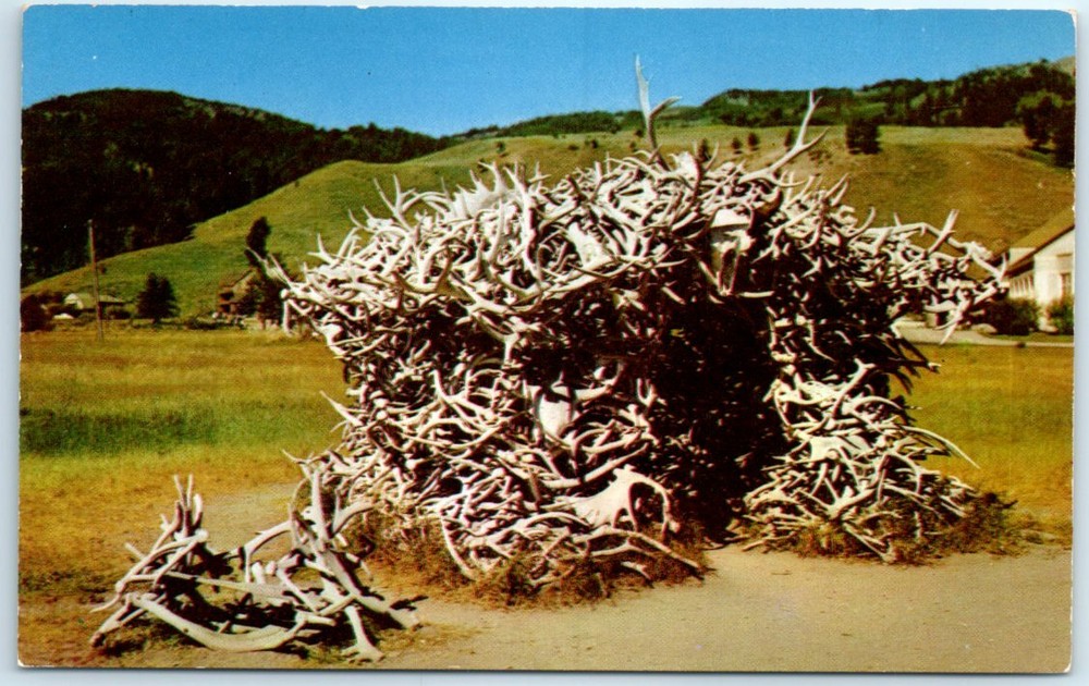 Postcard - The House Of Antlers At Mammoth - Yellowstone National Park, Wyoming