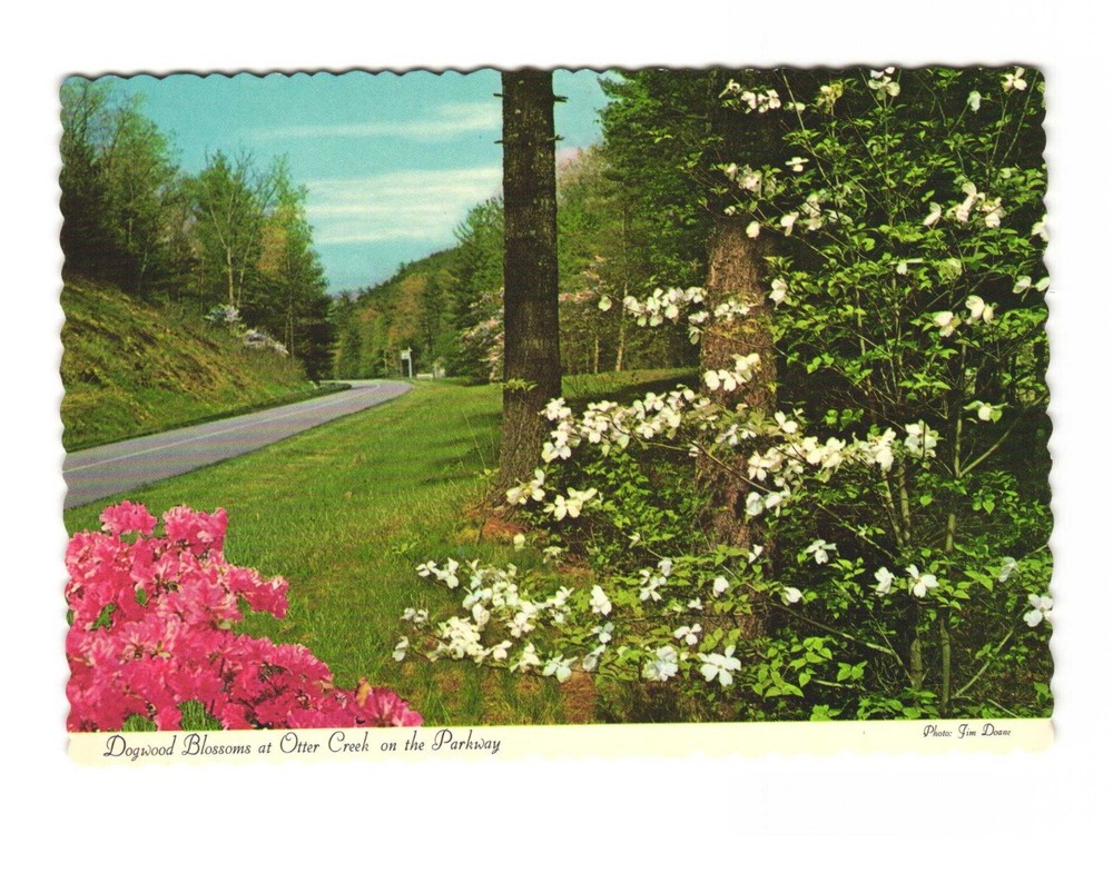 Dogwood blossoms at Otter Creek on the Parkway vintage postcard unposted