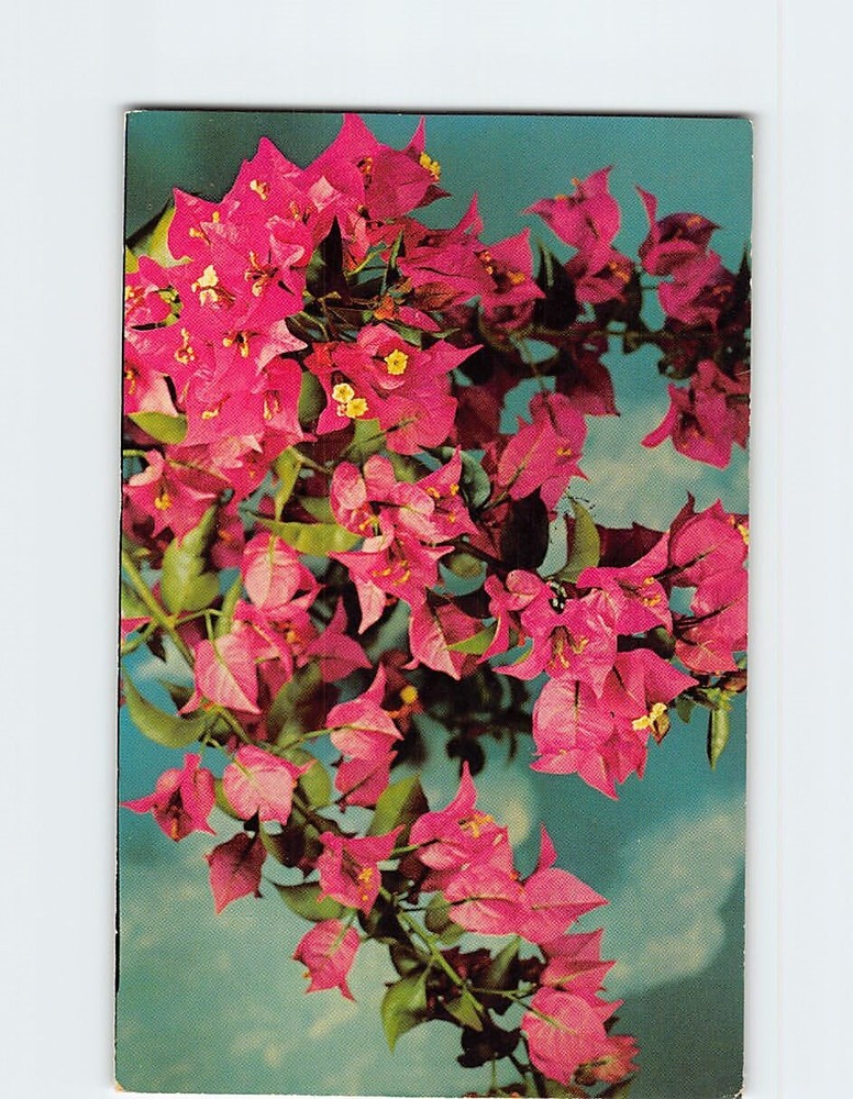 Postcard Bougainvillea Cayman Islands British Overseas Territories
