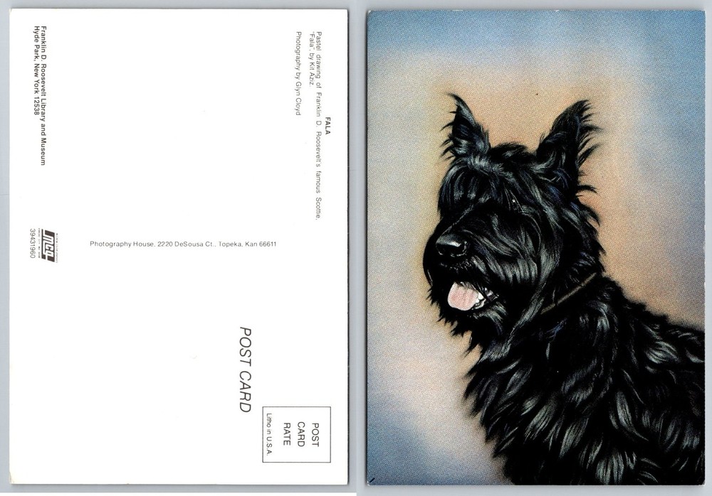 FDR's Fala Scottish Terrier Dog Postcard - Pastel Drawing by Kit Aziz
