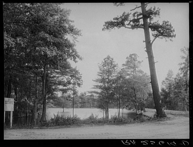Photo:Trap Pond Delaware Sussex County 1937 Land Use Project Lake Trees