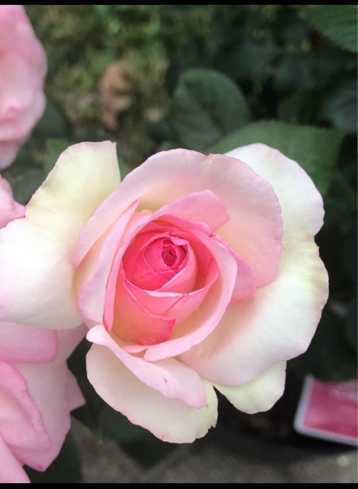 eden rose plant