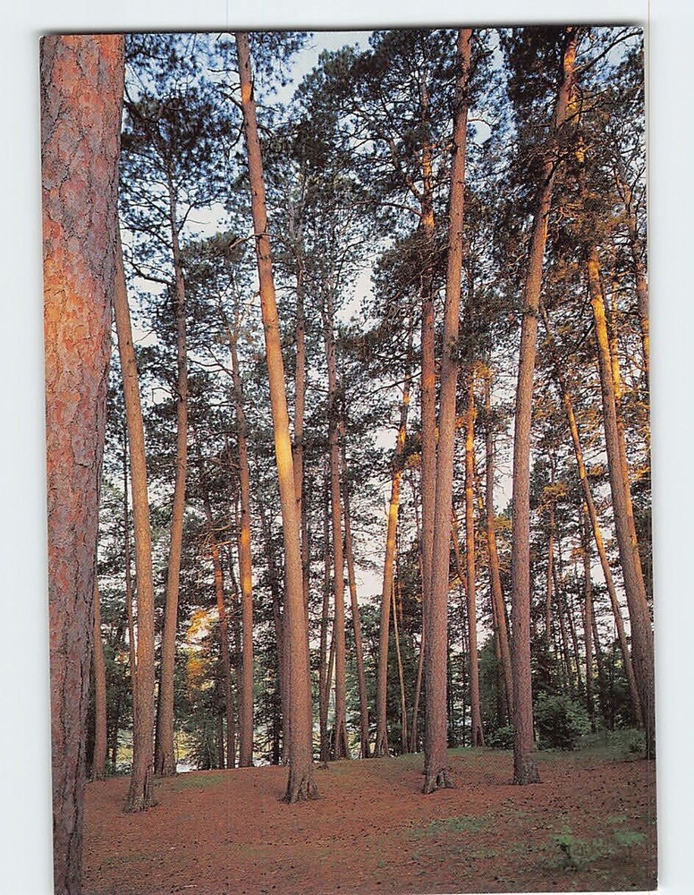 Postcard Itasca State Park Preachers Grove Pinewood Minnesota USA