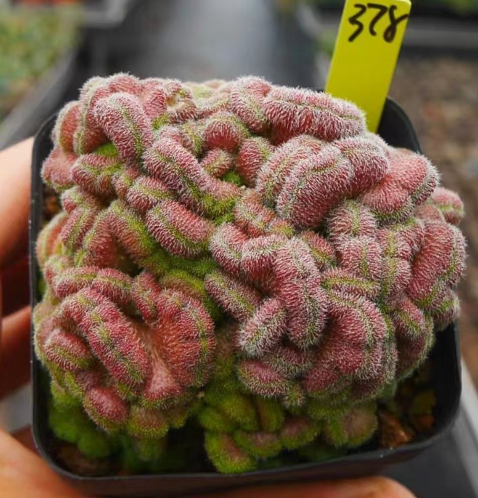 1/3/5 Pcs RareCacti Mammillaria magnimamma Cristata Wholesale SelfRooted Decor