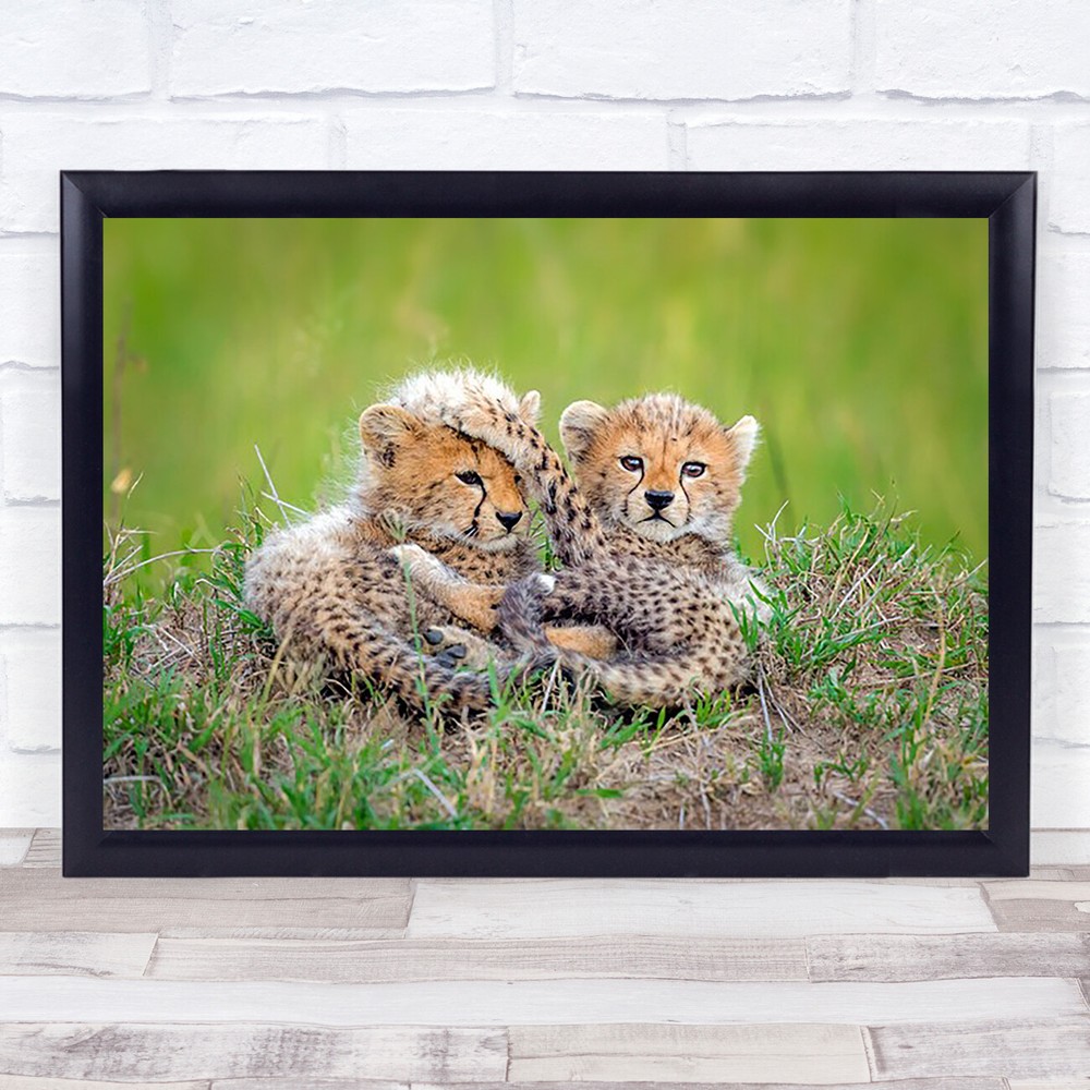 Promising Wildlife Kenya Forest Cub Cubs Young Bokeh Cute Feline Wall Art Print