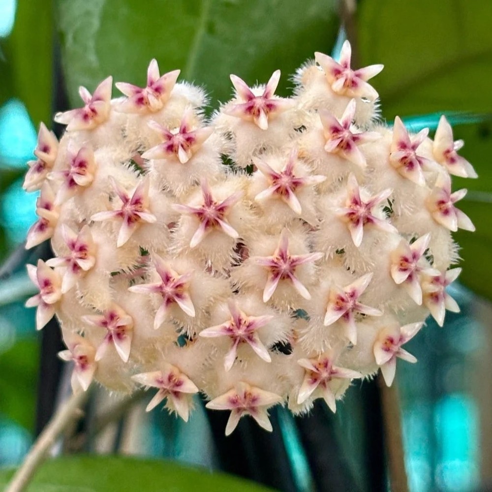 Hoya erythrostemma Well Rooted Established  Plant