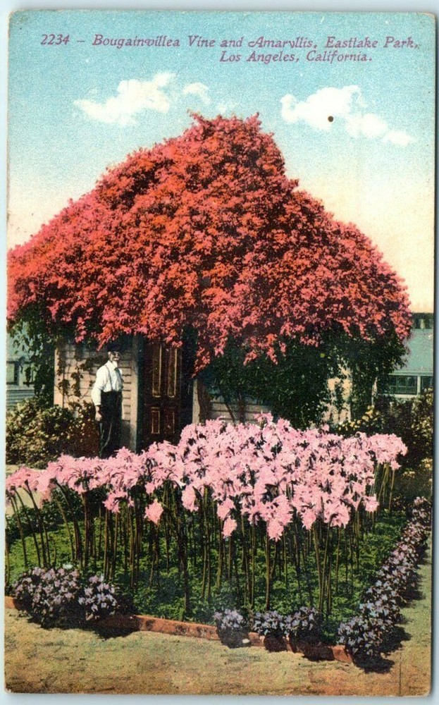 Postcard Bougainvillea Vine and Amarvllis, Eastlake Park Los Angeles California
