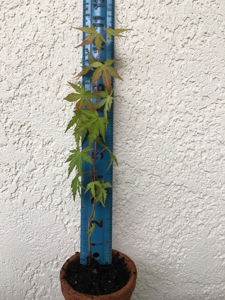 4 Japanese Maple Pre-Bonsai Seedlings 11-12