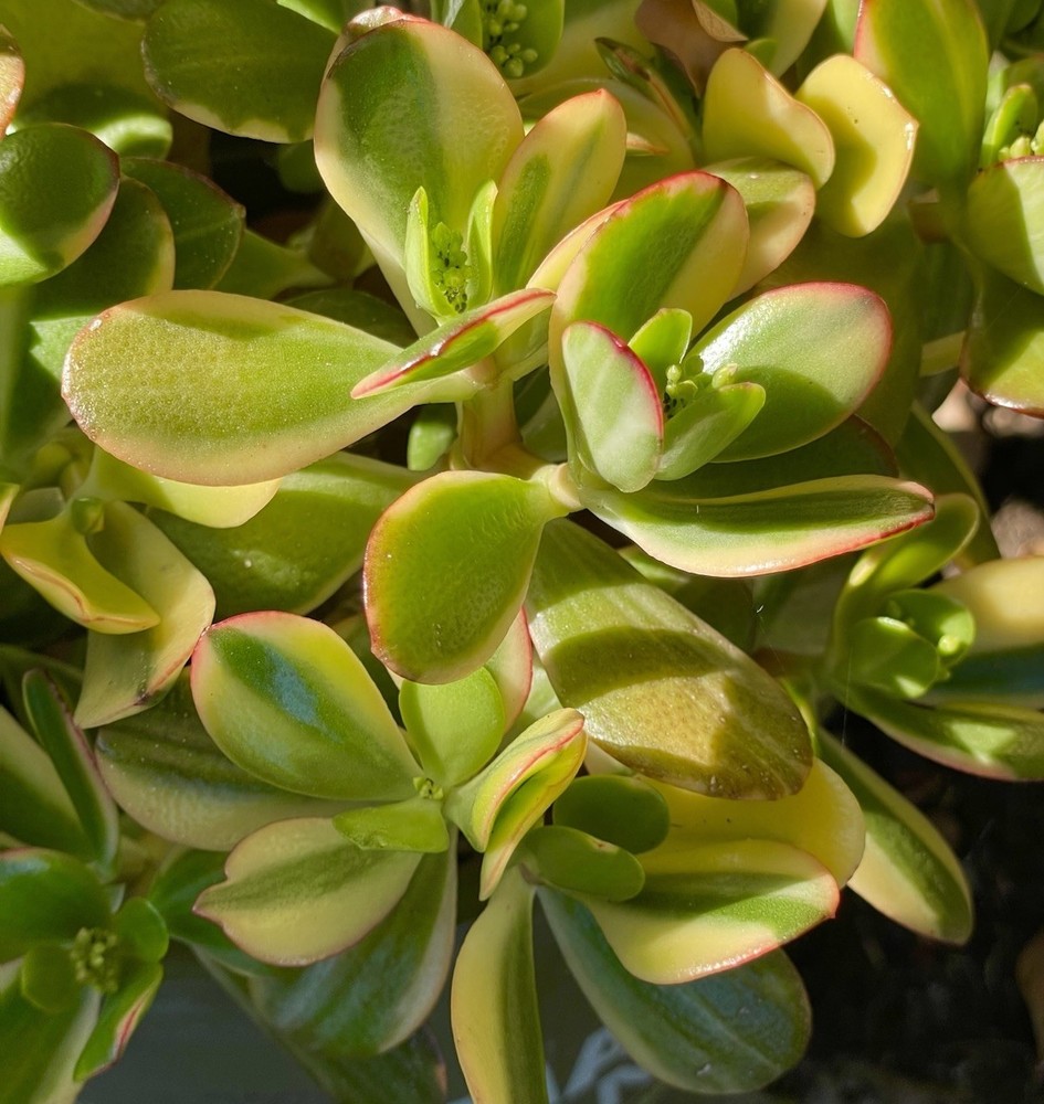 Crassula Ovata Variegata Rare Succulent Variegated Jade Lemon n Lime Cutting 3